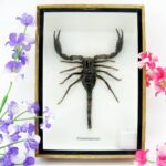 Riesiger echter Skorpion - Palamnaeus fulvipes - im 3D Schaukasten - Taxidermie