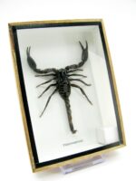 Riesiger echter Skorpion - Palamnaeus fulvipes - im 3D Schaukasten - Taxidermie – Bild 3