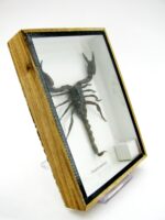 Riesiger echter Skorpion - Palamnaeus fulvipes - im 3D Schaukasten - Taxidermie – Bild 4