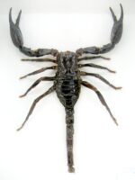 Riesiger echter Skorpion - Palamnaeus fulvipes - im 3D Schaukasten - Taxidermie – Bild 5