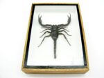 Riesiger echter Skorpion - Palamnaeus fulvipes - im 3D Schaukasten - Taxidermie – Bild 6