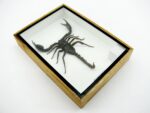 Riesiger echter Skorpion - Palamnaeus fulvipes - im 3D Schaukasten - Taxidermie – Bild 7