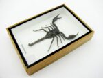 Riesiger echter Skorpion - Palamnaeus fulvipes - im 3D Schaukasten - Taxidermie – Bild 8