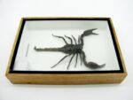 Riesiger echter Skorpion - Palamnaeus fulvipes - im 3D Schaukasten - Taxidermie – Bild 9