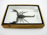 Riesiger echter Skorpion - Palamnaeus fulvipes - im 3D Schaukasten - Taxidermie – Bild 10