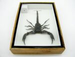 Riesiger echter Skorpion - Palamnaeus fulvipes - im 3D Schaukasten - Taxidermie – Bild 11