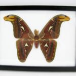 2te Wahl - Altas Moth Atlasspinner male - echter Schmetterling Schaukasten 23 x 18 x 2cm