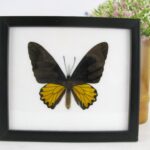 Golden Birdwing male - Traumhaft schöner Schmetterling im Schaukasten 20 x 17,5 x 2 cm