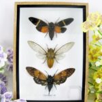 3 echte exotische Insekten - im Schaukasten - 3x Cicaden Größe L - Cicadicae sp