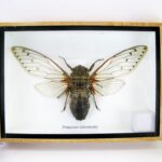Pomponia intermedia - XL Cicade, echte riesige Cicade im 3D Schauksten aus Holz