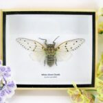 White Ghost Cicada - Ayuthia spectabilis - echte riesige Cicade im 3D Schaukasten