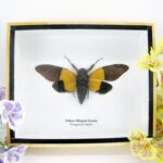 Yellow-Winged Cicada - Trengganua sibylla, echte riesige Cicade im 3D Schaukasten