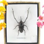 Cyrtotrachelus dux.- Echtes exotisches Insekt im Schaukasten Einzelstück