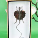 Fliegender Flying Dragon - Dracon volans in Holzbox sehr selten und wunderschön