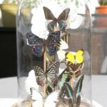 9 echte Schmetterlinge in Glaskuppel - Art - Kunst - Handarbeit - Einzelstück - 3D