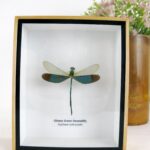 Glossy Green Damselfy - echte Libelle in 3D Holzbox - wundersch?n - Wandbild