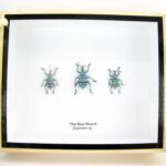 3x Blue Weevil Beetle im 3D Schaukasten - echte exotische Insekten - sehr selten