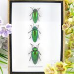 3x Sternocera aequisignata im 3D Schaukasten - echte exotische Insekten zu