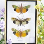 3x Pyrops sp. - im 3D Schaukasten - wunderschöne farbige Insekten