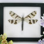 Antlion - Mymeleontidae sp. auf Watte - echtes exotisches Insekt