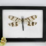 Antlion - Mymeleontidae sp. auf Watte - echtes exotisches Insekt