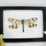 Antlion - Mymeleontidae sp. auf Watte - echtes exotisches Insekt - hell