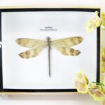 Antlion - Mymeleontidae sp. im 3D Schaukasten - echtes exotisches Insekt - hell