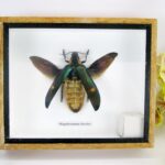 Magaloxantsa bicolor im 3D Schaukasten - ein echtes exotisches Insekt - offen