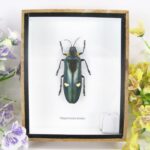 Megaloxantha bicolor im 3D Schaukasten - ein echtes exotisches Insekt