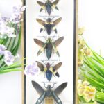 5x wunderschöne farbige Insekten im Mix - Buprestidae sp. 3D Schaukasten