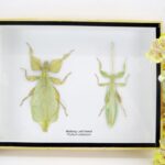 2x Walking Leaf - Phyllium celebicum F/M im 3D Schaukasten - Insekten - Blatt