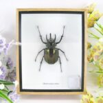 Chalcosoma atlas beetle - 3D Schaukasten - echte exotische Insekten - zu hoch
