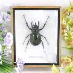 Cholcosoma caucasus - Atlas Beetle - im 3D Schaukasten - großes Insekt zu hoch