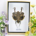 Gottesanbeterin Dead Leaf Mantis - 3D Schaukasten - echtes exotisches Insekt