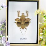 Gottesanbeterin Dead Leaf Mantis - 3D Schaukasten - echtes exotisches Insekt