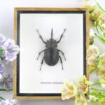 Eupatorus birmanicus - Birma Hirschkäfer - im 3D Schaukasten - sehr großes Insekt