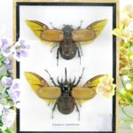 2x Eupatorus gracilicornis - 3D Schaukasten - echte exotische Insekten