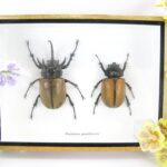 2x Eupatorus gracilicornis - 3D Schaukasten - echte exotische Insekten