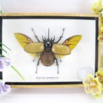 Eupatorus gracilicornis - 3D Schaukasten - echte exotische Insekten