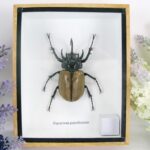 Eupatorus gracilicornis - 3D Schaukasten - echte exotische Insekten