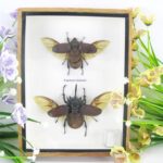 2x Eupatorus siamensis im 3D Schattenrahmen