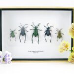 5x Frog-legged Leaf Beetle - Sagra sp. - im 3D Schattenrahmen