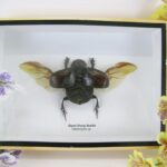 Giant Dung Beetle - 3D Schaukasten - echtes exotisches Insekt - offen quer