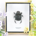 Giant Bug Beetle - Heliocopris Dominus - 3D Schaukasten - echtes exotisches Insekt