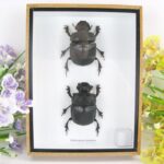 2x Heliocopris Dominus - 3D Schaukasten - echte exotische Insekten