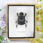 Heliocopris Dominus - 3D Schaukasten - echte exotische Insekten