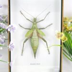 Heteropteyx dilatata im XL 3D Schaukasten - echtes riesiges exotisches Insekt