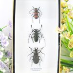 3x Long-horned Beetle – Cermabycidae sp.  - im Mix - 3D Schaukasten - zu hoch