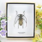 Long-horned Beetle - Cerambycidae - echtes Insekt im 3D Schaukasten