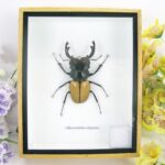 Odontolabis elegans Male - im 3D Schaukasten - echtes exotisches Insekt geschlossen